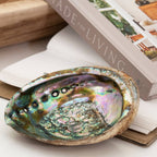 Hand-Selected Mexican Abalone Shell (4–5")