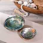 Hand-Selected Mexican Abalone Shell (4–5")
