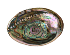 Hand-Selected Mexican Abalone Shell (4–5")