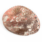 Hand-Selected Mexican Abalone Shell (4–5")