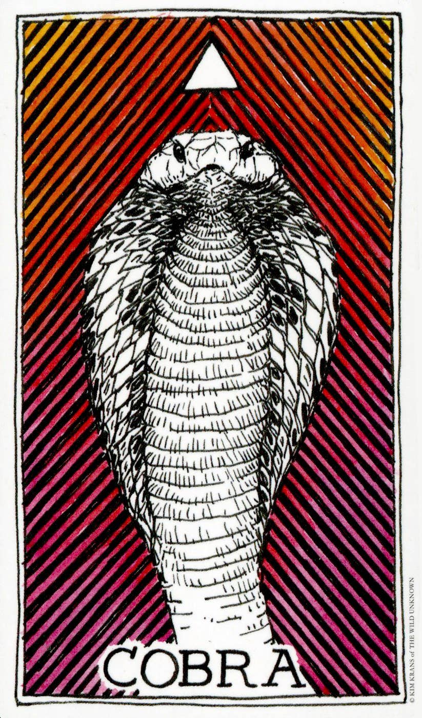The Wild Unknown Animal Spirit Deck & Guidebook Box Set