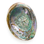 Hand-Selected Mexican Abalone Shell (4–5")